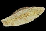 Fossil Sawfish Dermal Denticle - Kem Kem Beds, Morocco #98758-2